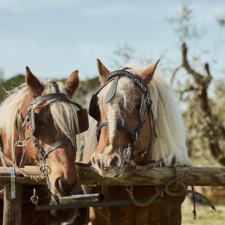 Agriturismo Gli Archi Fauglia Екстер'єр фото